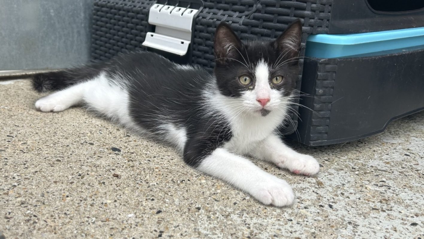 Gobbie - Chat Européen à adopter - photo 2