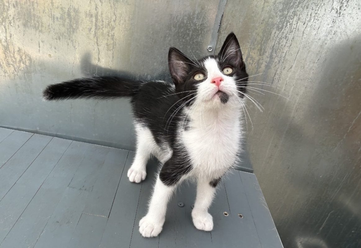 Gobbie - Chat Européen à adopter - photo 3
