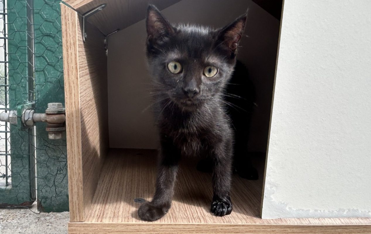Guppy - Chat Européen à adopter