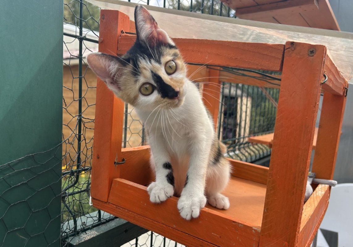 Bess - Chat Européen à adopter