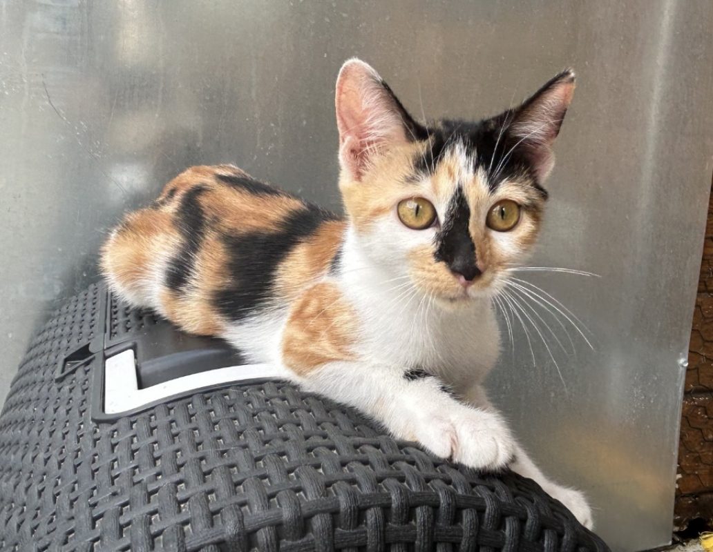 Bess - Chat Européen à adopter - photo 2