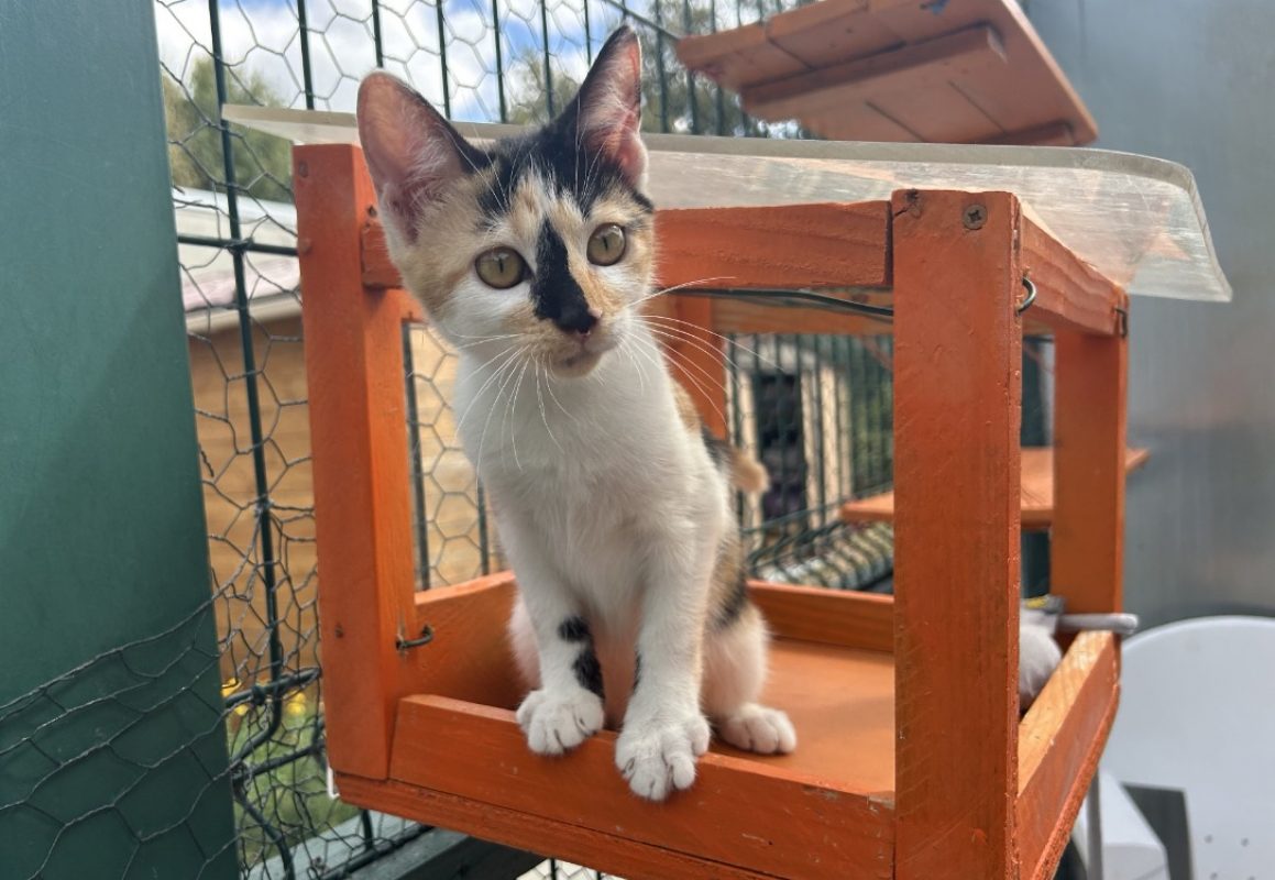 Bess - Chat Européen à adopter - photo 3