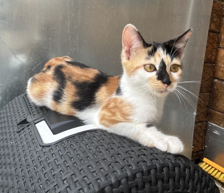 Bess - Chat Européen à adopter - photo 4
