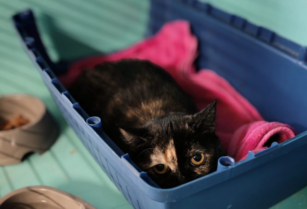Gala - Chat Européen à adopter