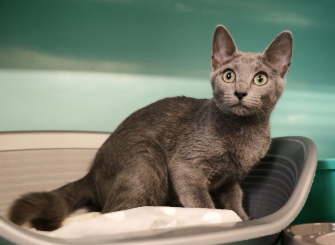 Mistigrey - Chat Européen à adopter