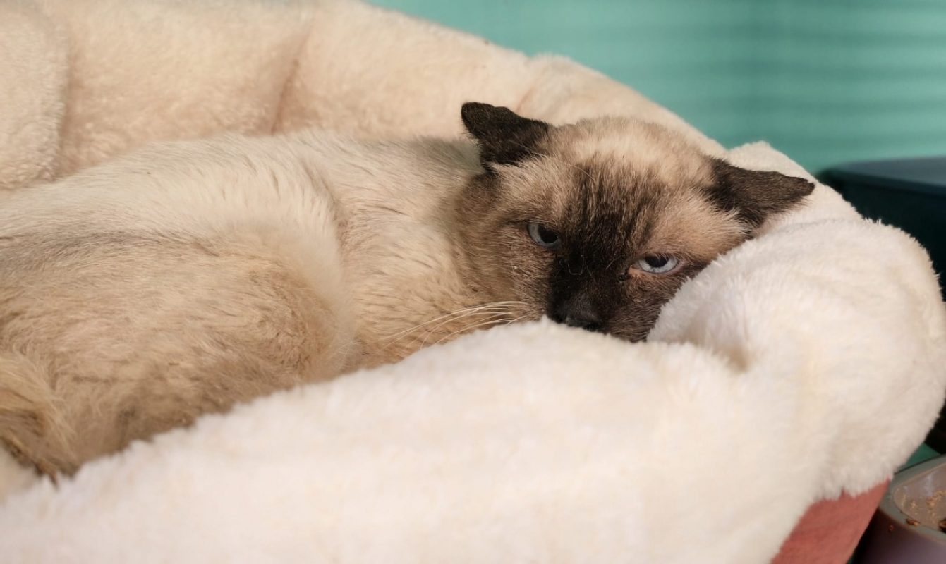 Myster - Chat Siamois à adopter