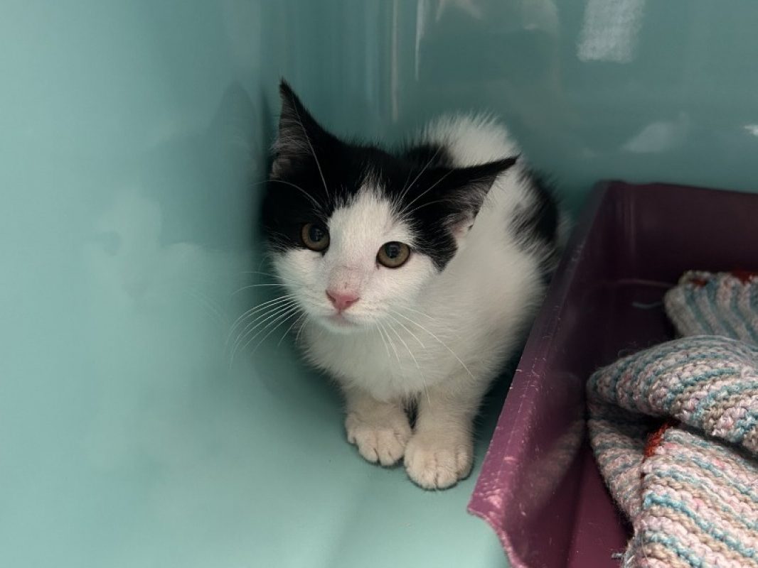 Turbo - Chat Européen à adopter