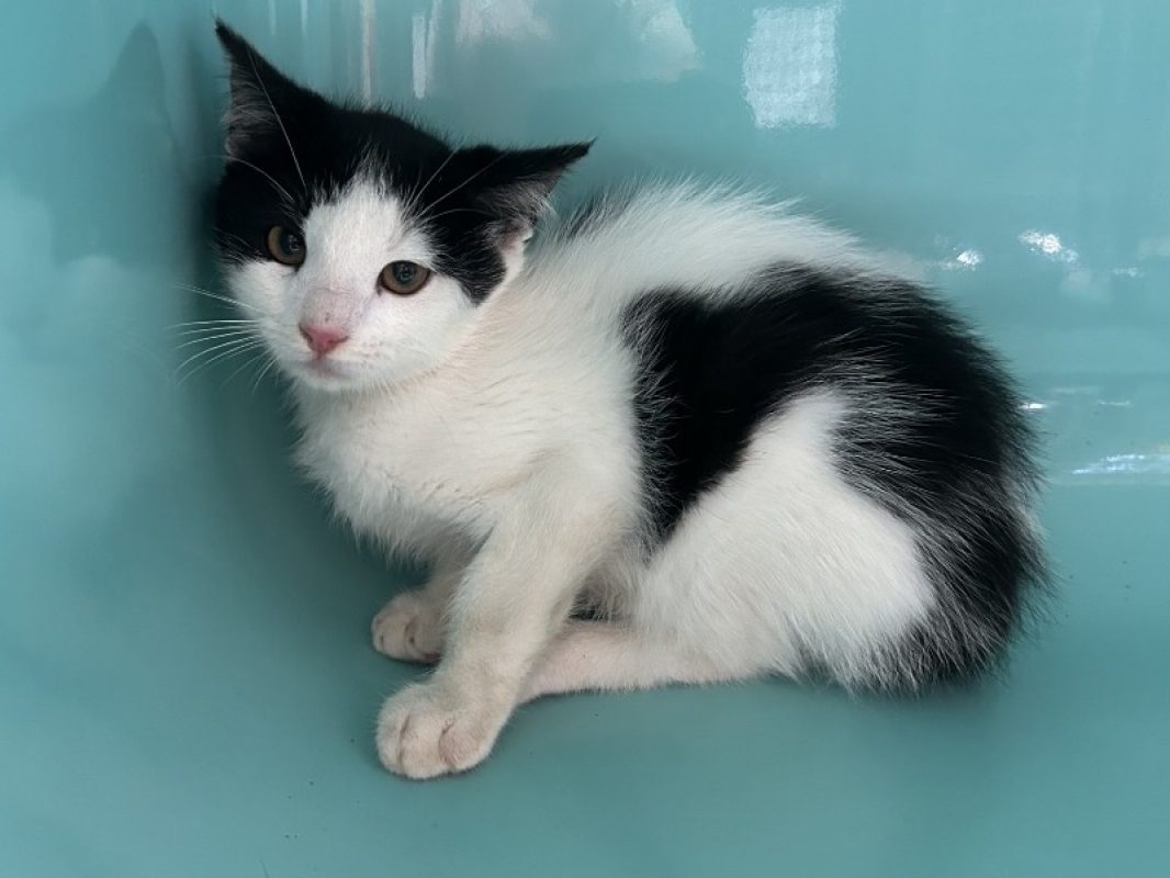 Turbo - Chat Européen à adopter - photo 2
