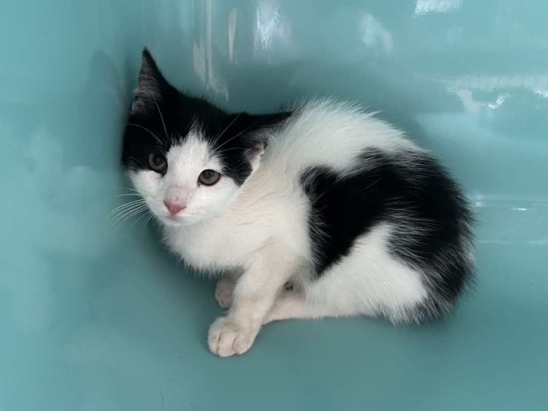 Turbo - Chat Européen à adopter - photo 3