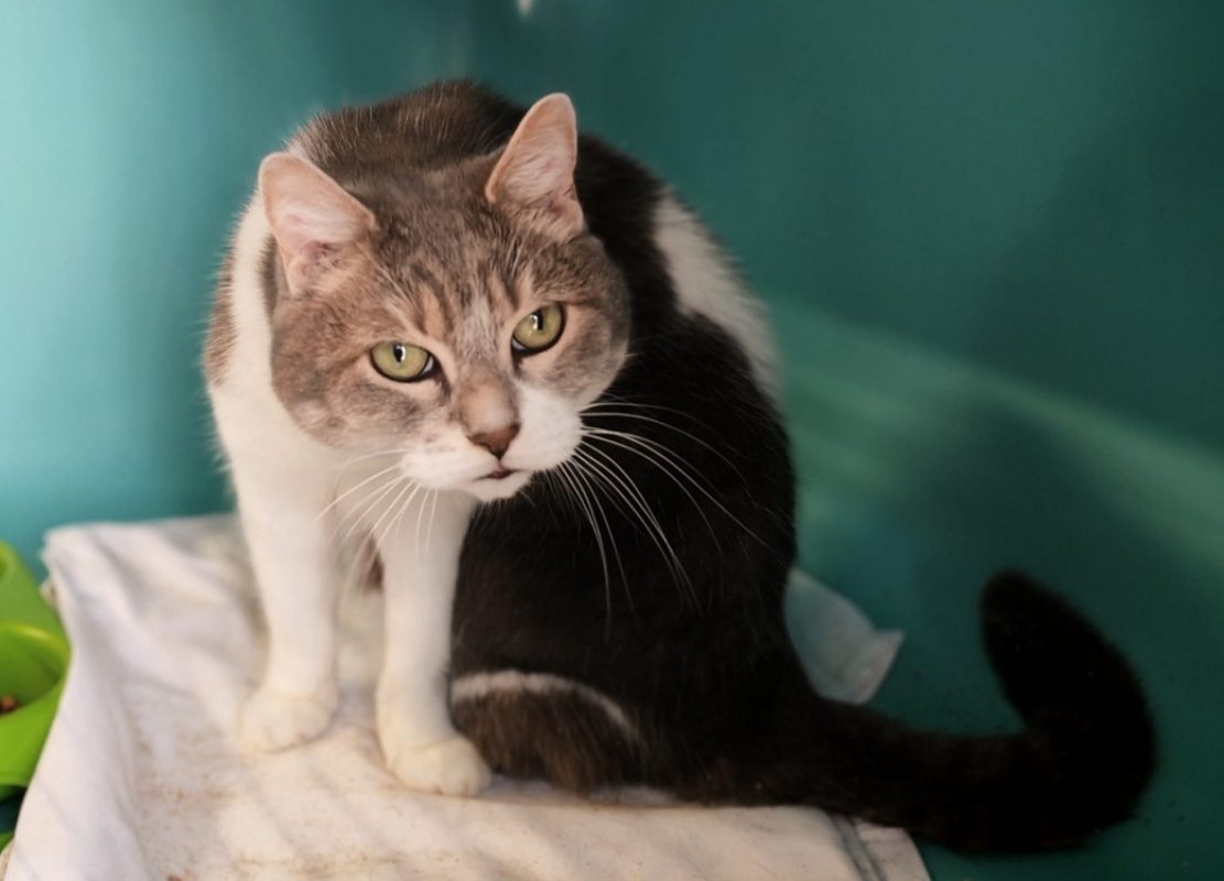 Pixel - Chat Européen à adopter
