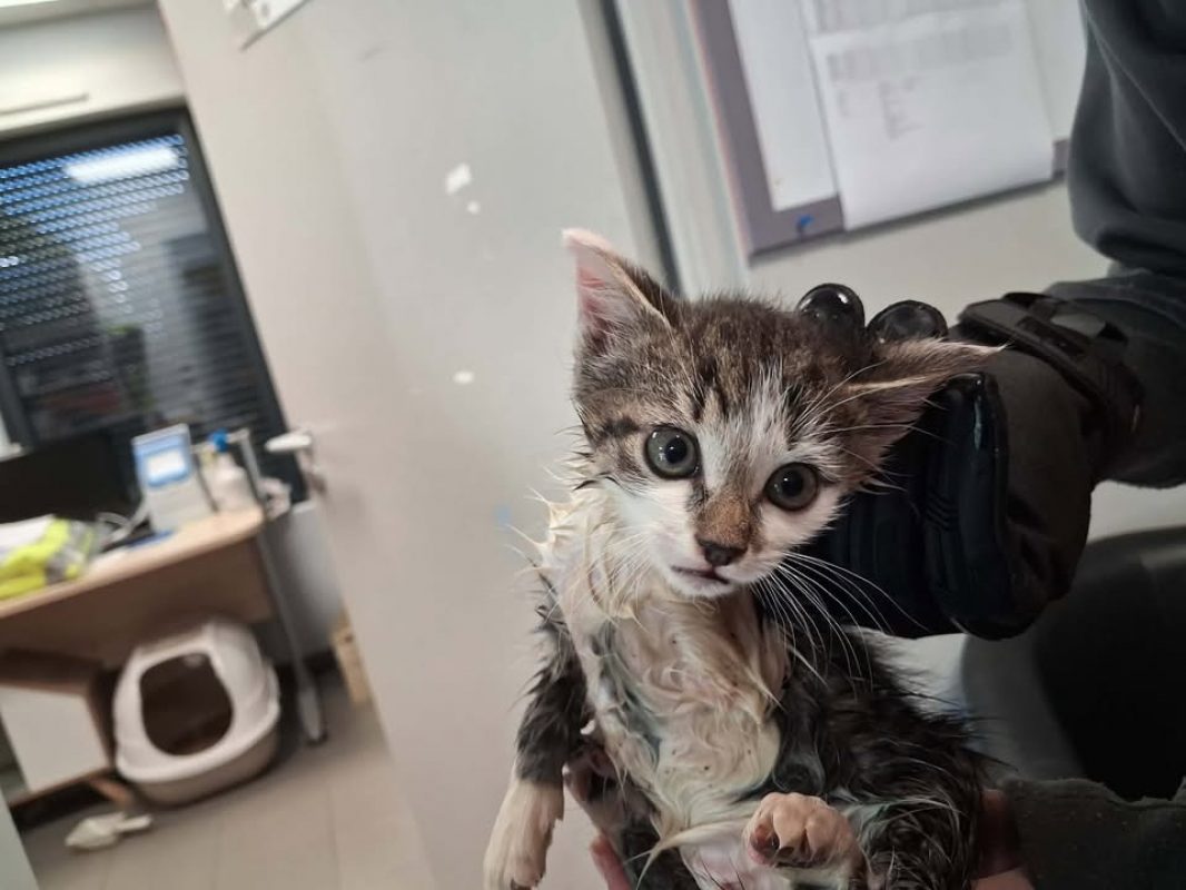 Michel - Chat Européen à adopter