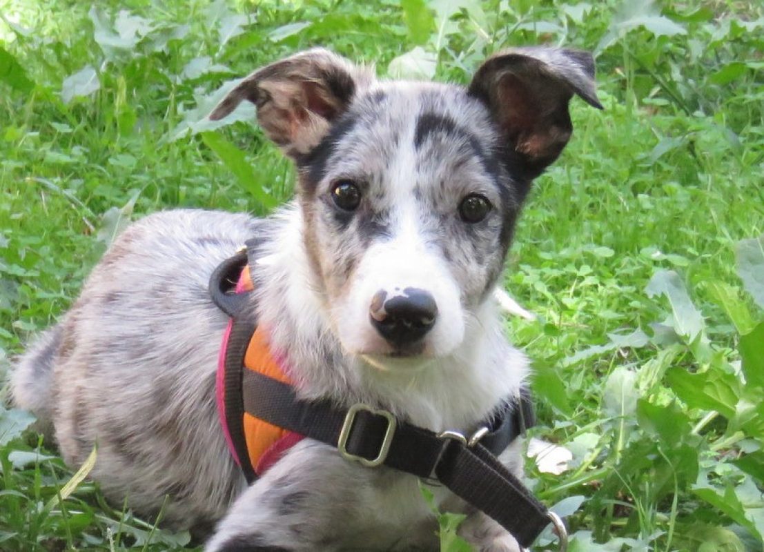 Boogy - Chien à adopter