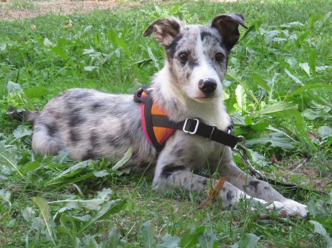 Boogy - Chien à adopter - photo 2