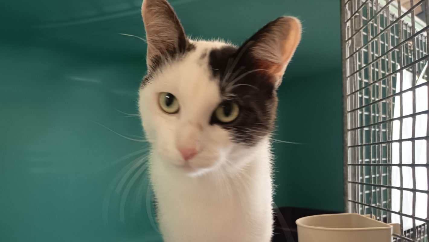 Lagon - Chat Européen à adopter
