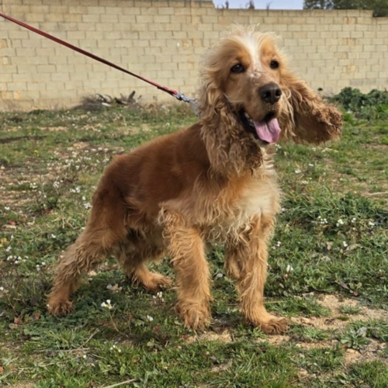 Photo de Bosco