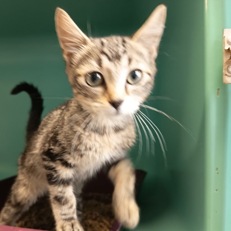 Caradoc - Chat Européen à adopter