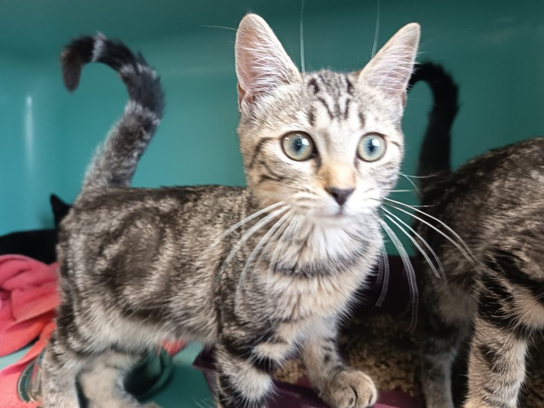 GueniÈvre - Chat Européen à adopter