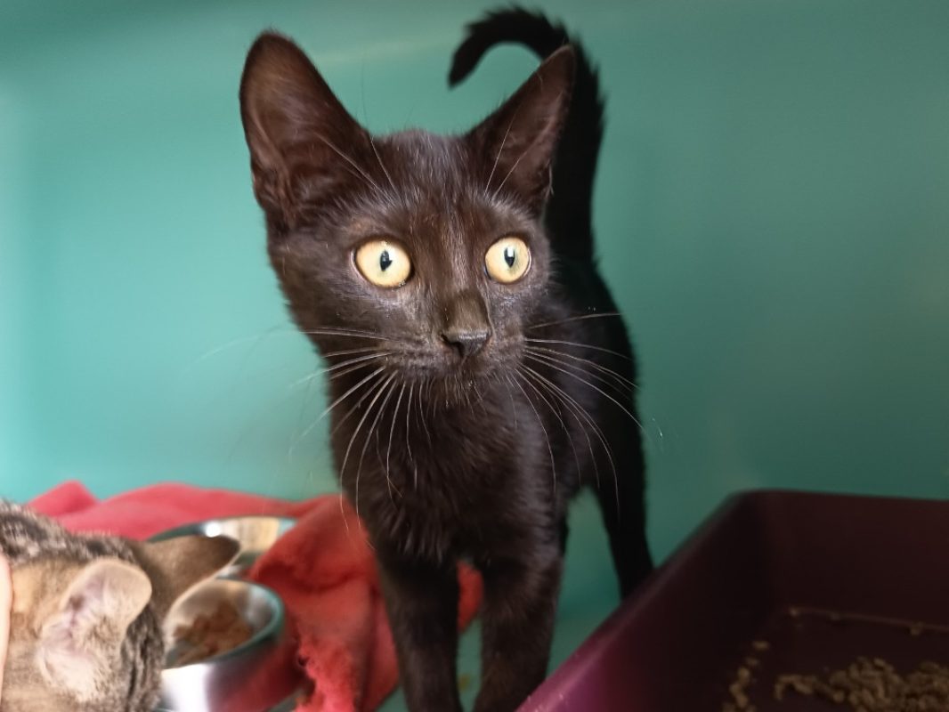 Perceval - Chat Européen à adopter