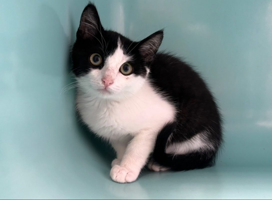 Turbine - Chat Européen à adopter