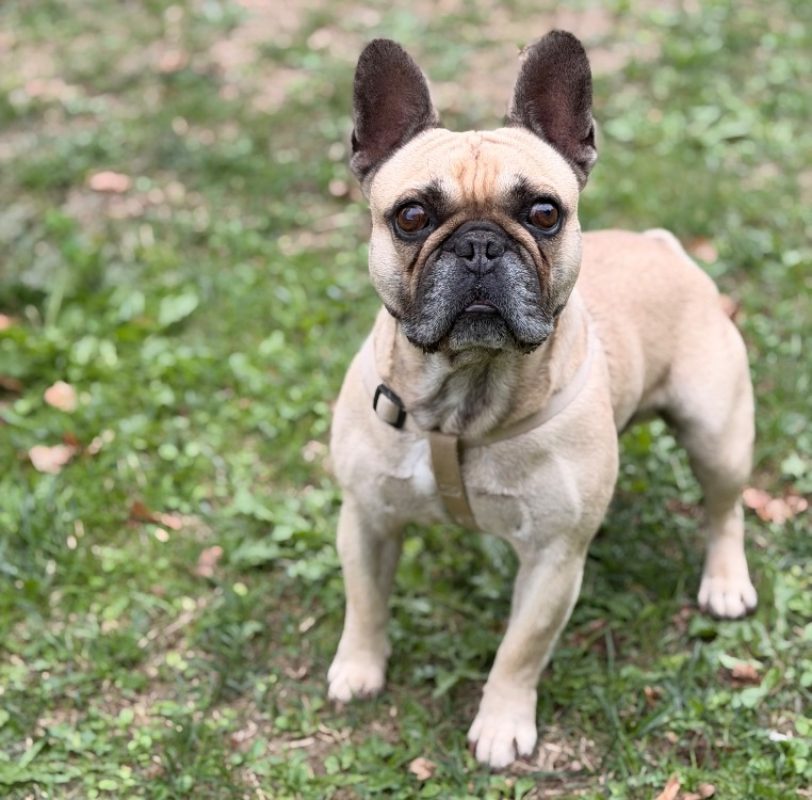 Pumba - Chien Bouledogue Français à adopter