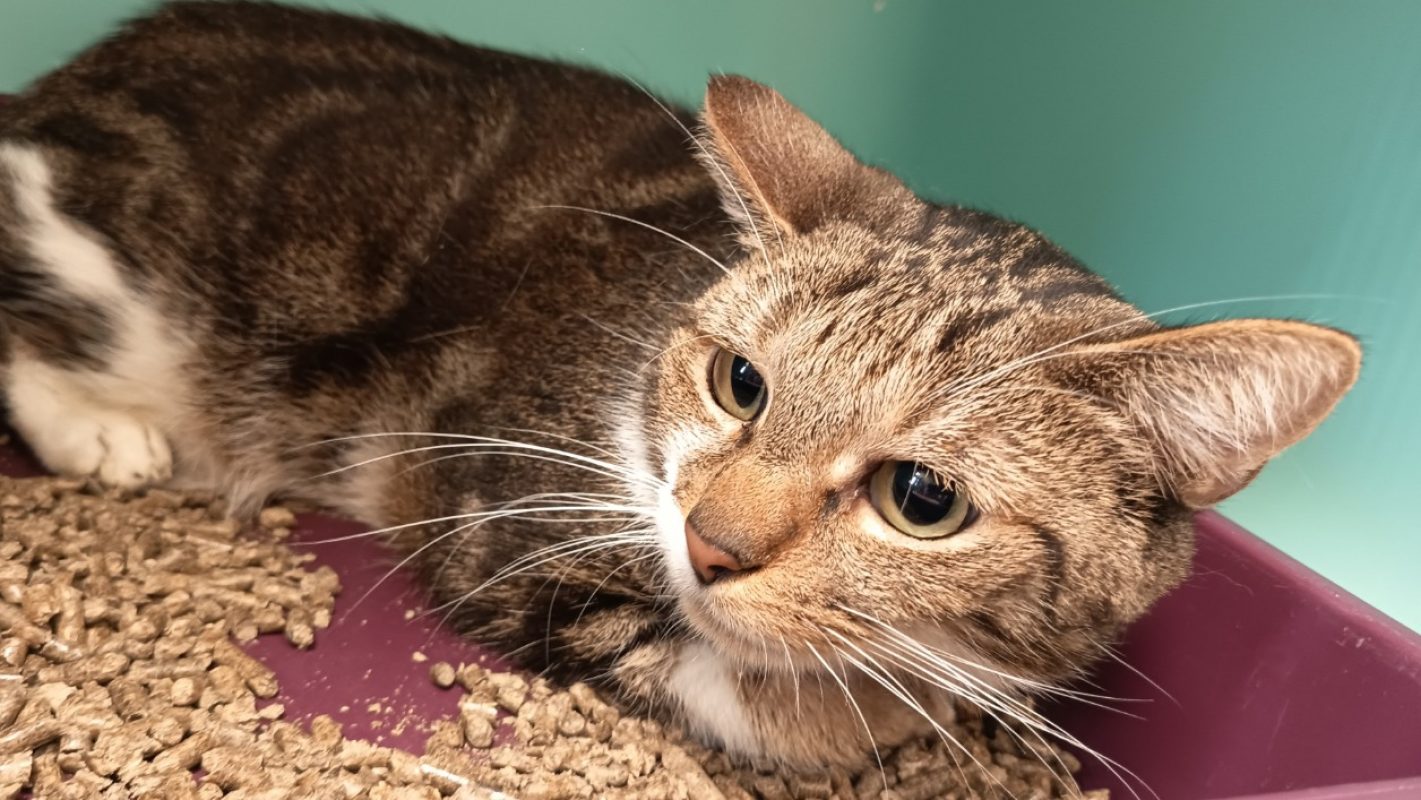 Charlotte - Chat Européen à adopter