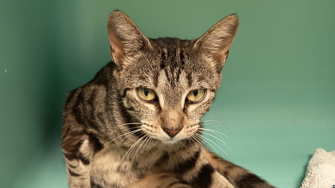 Nana - Chat Européen à adopter