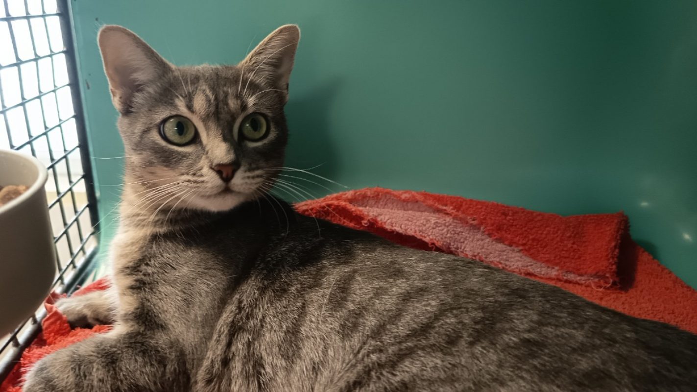 Beladone - Chat Européen à adopter