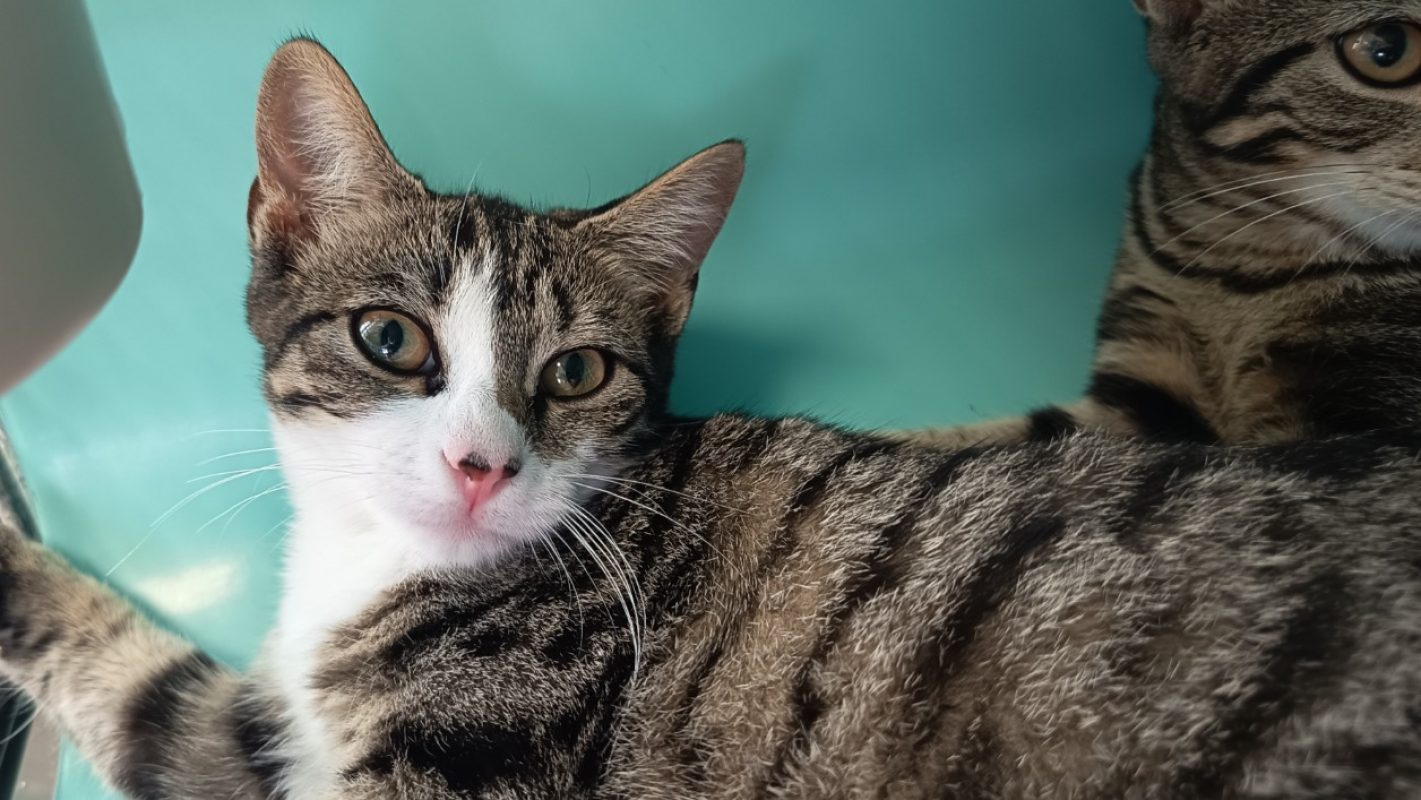 Junko - Chat Européen à adopter