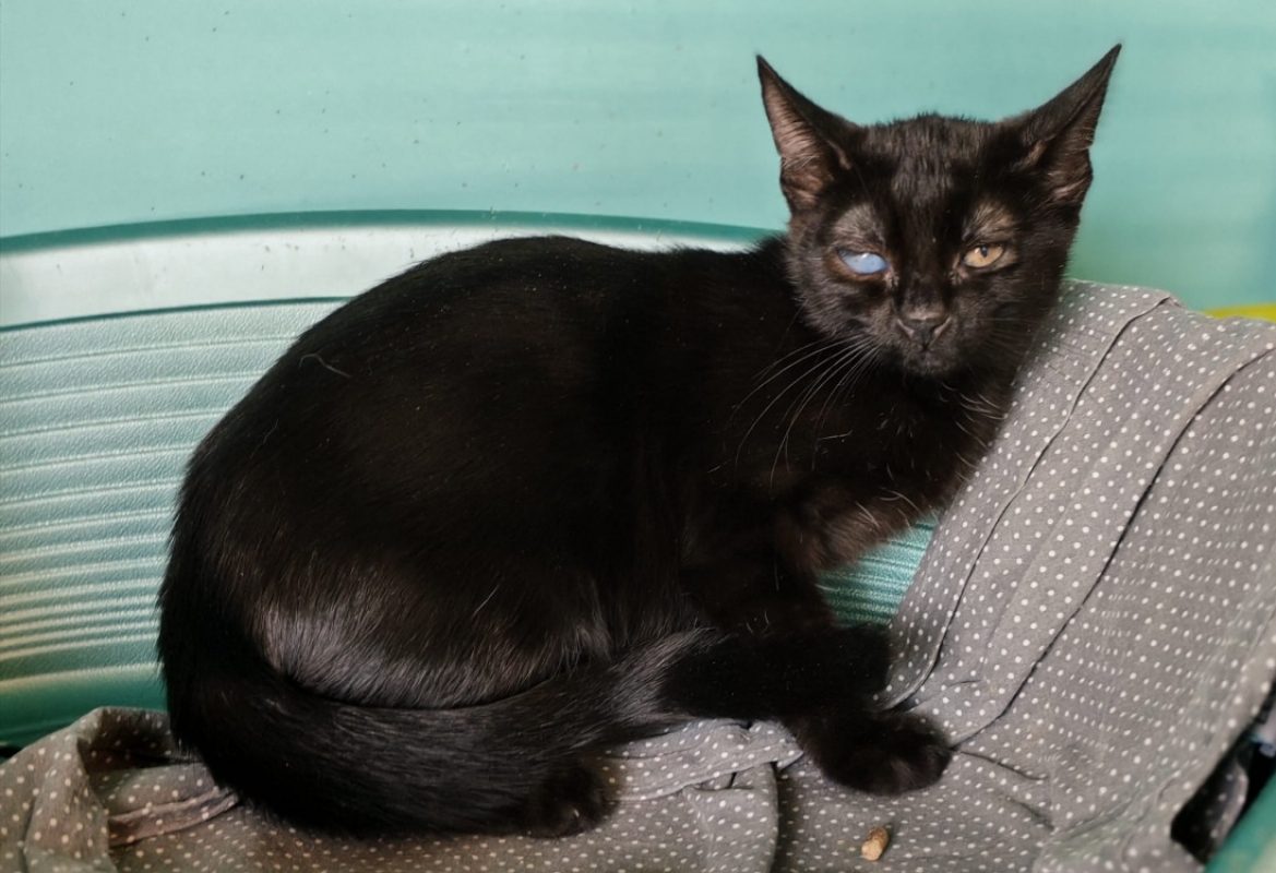 Nala - Chat Européen à adopter