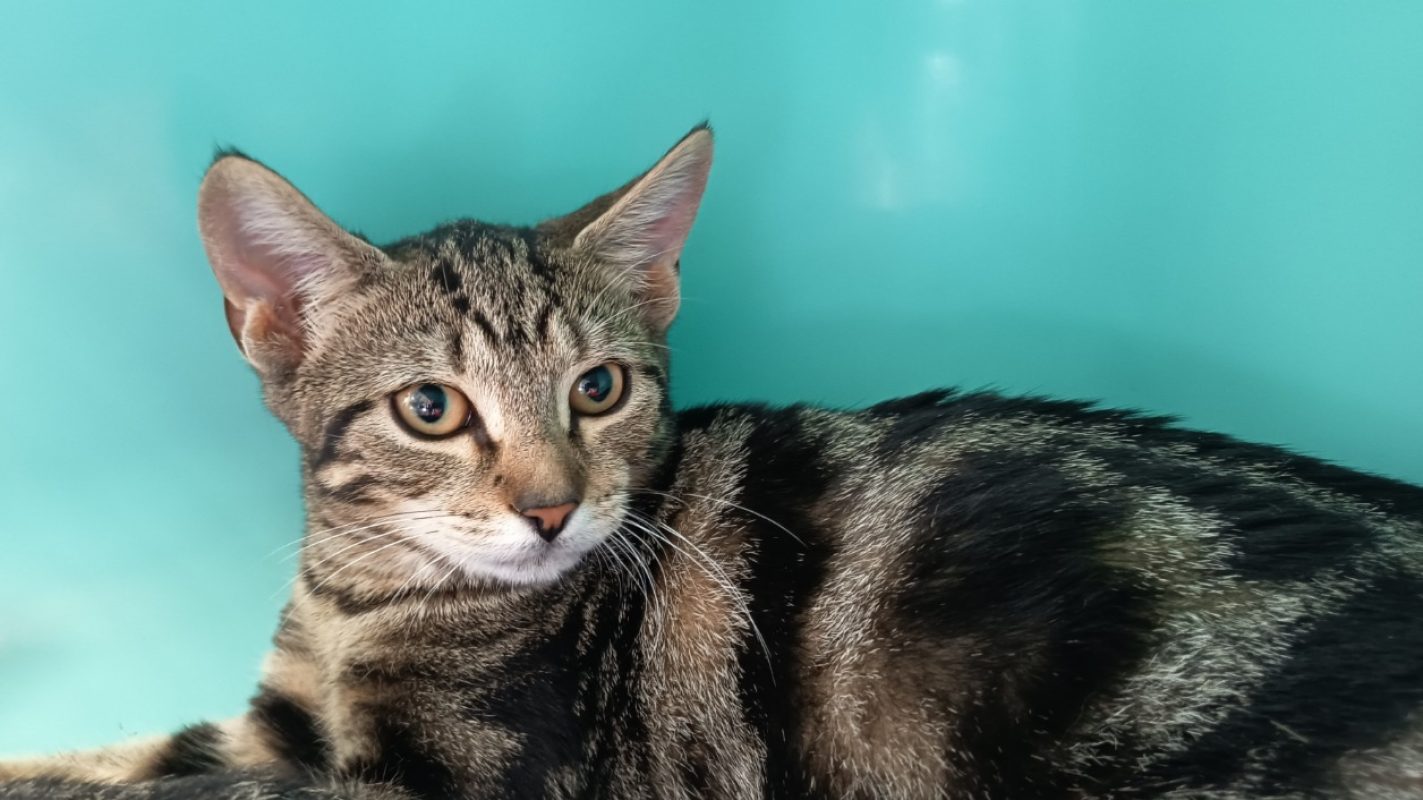 Koichi - Chat Européen à adopter