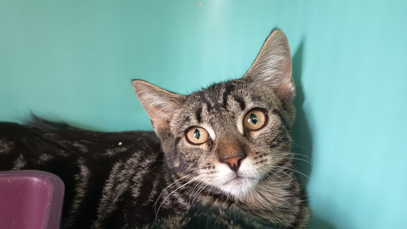Nobu - Chat Européen à adopter