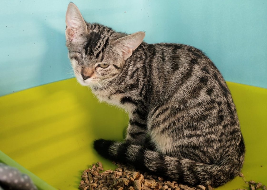 Chausson - Chat Européen à adopter