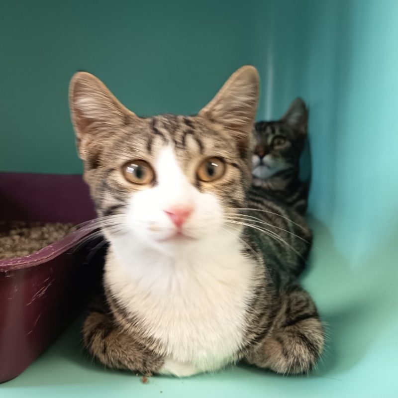 Naoki - Chat Européen à adopter