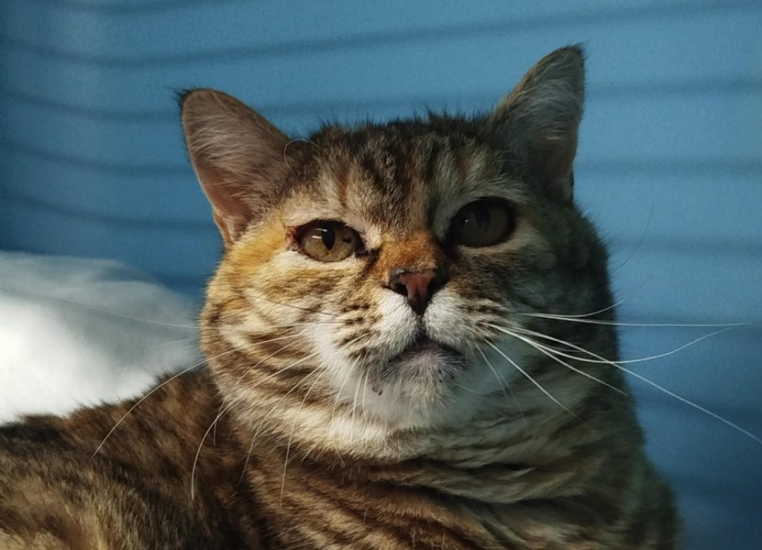 Ola - Chat Européen à adopter