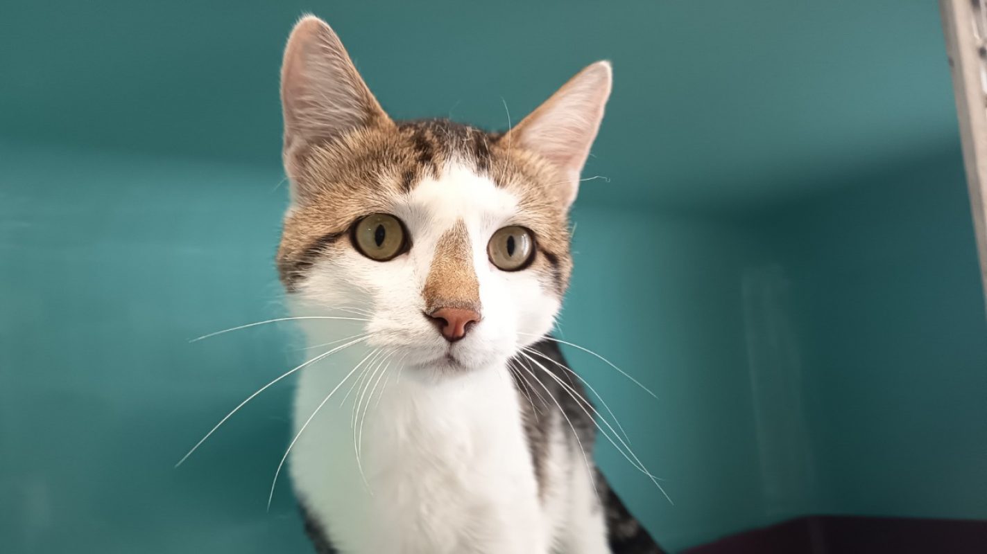 Ren - Chat Européen à adopter