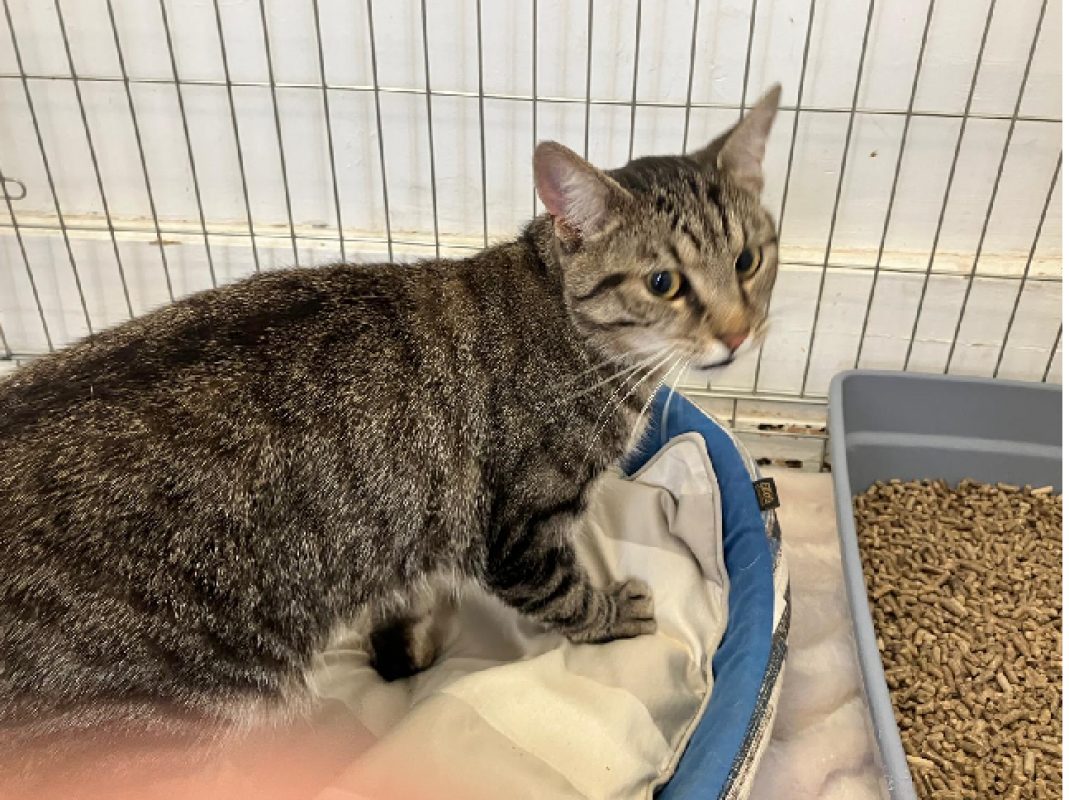 Igris - Chat Européen à adopter