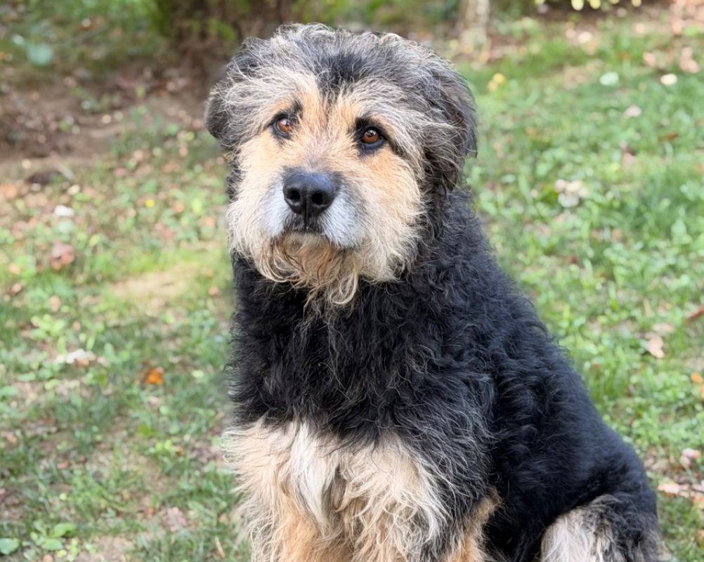 Max - Chien à adopter