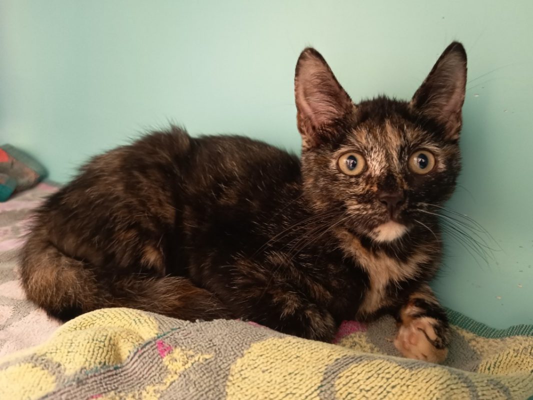 Hachi - Chat Européen à adopter