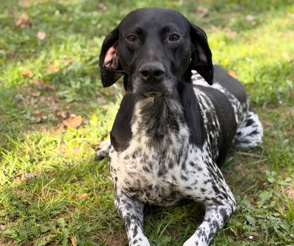 Tess - Chien Braque d'Auvergne à adopter