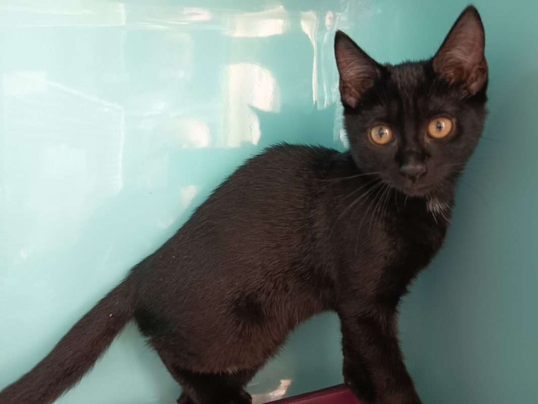 Sachiko - Chat Européen à adopter