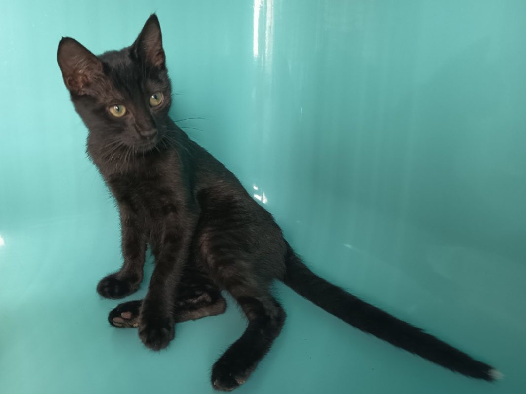 Shoji - Chat Européen à adopter