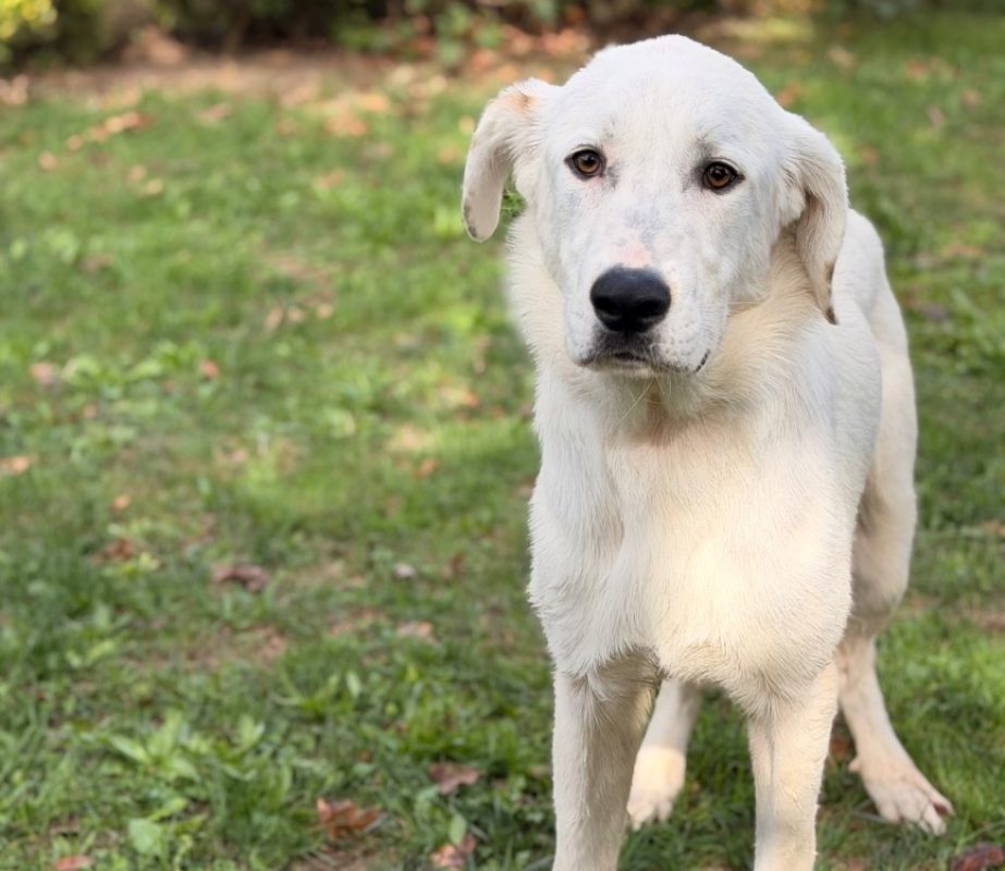 Pacha - Chien Chien de montagne des Pyrénées à adopter