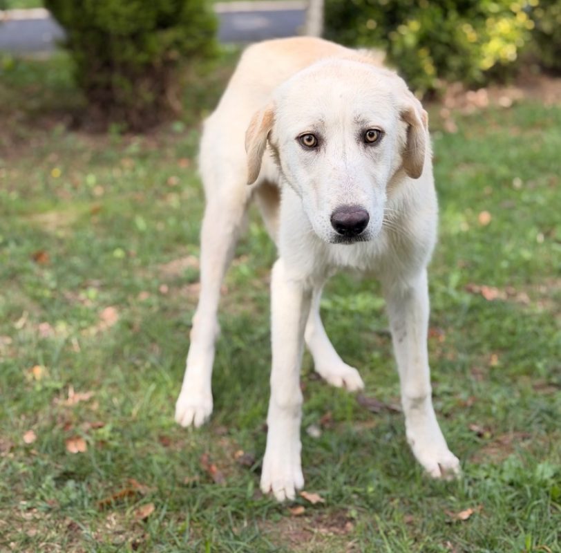Jade - Chien Chien de montagne des Pyrénées à adopter