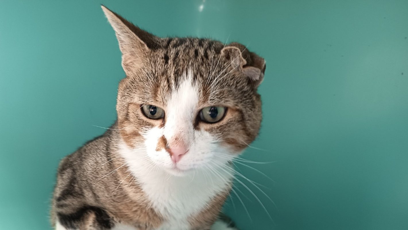 Kyosuke - Chat Européen à adopter