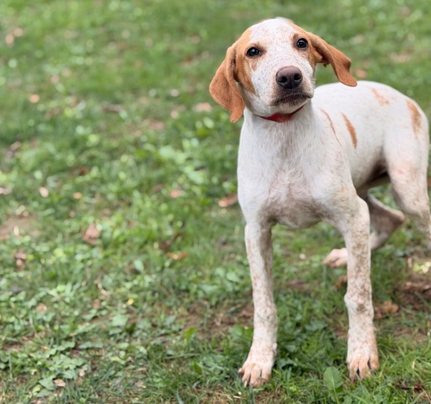Vicky - Chien Braque allemand à poil court à adopter
