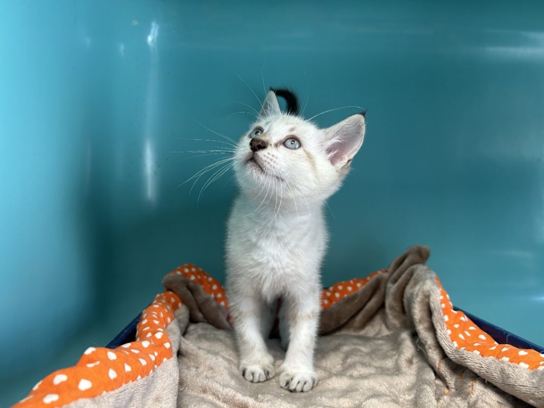 Koka - Chat à adopter