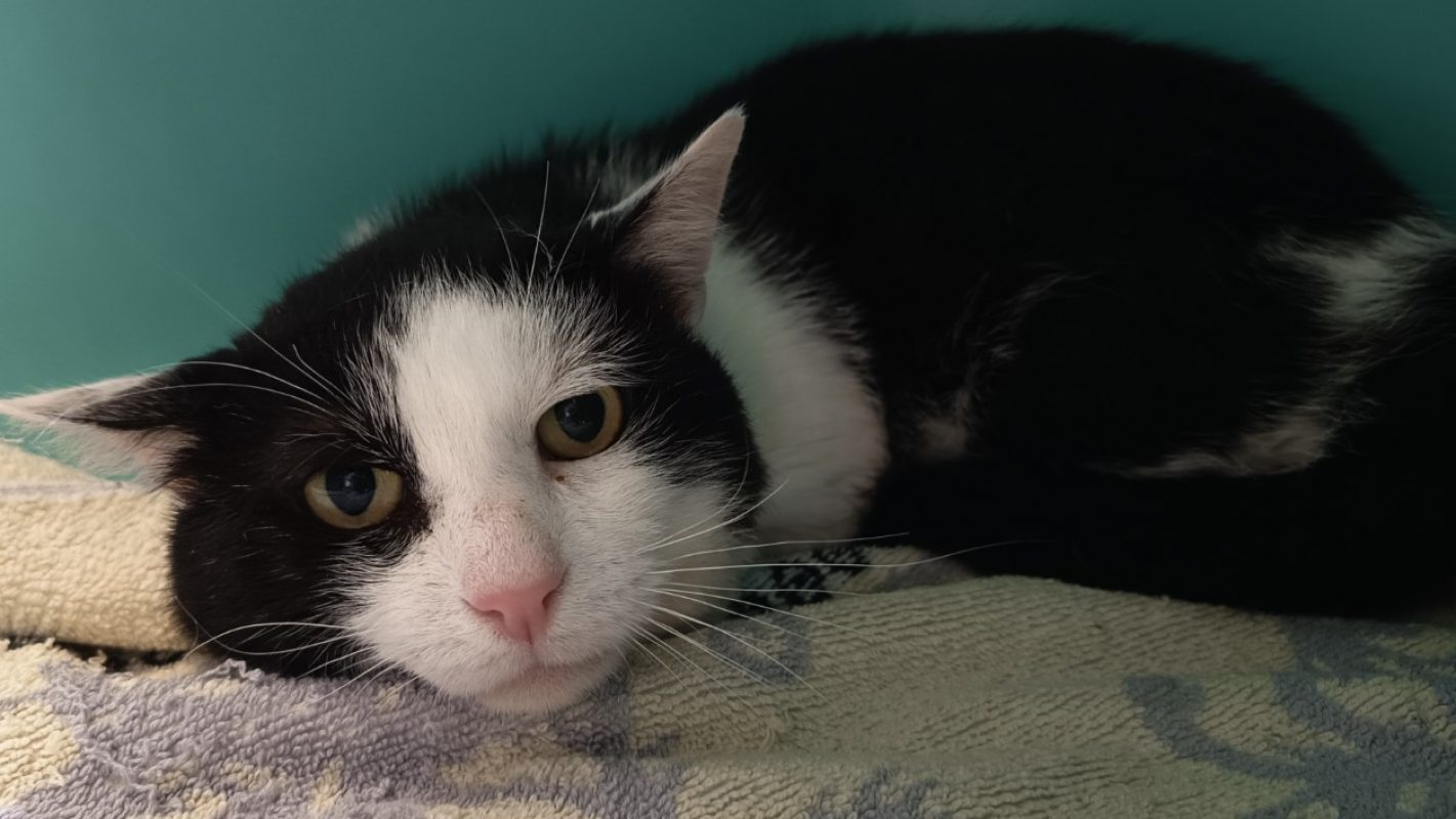 Takumi - Chat Européen à adopter
