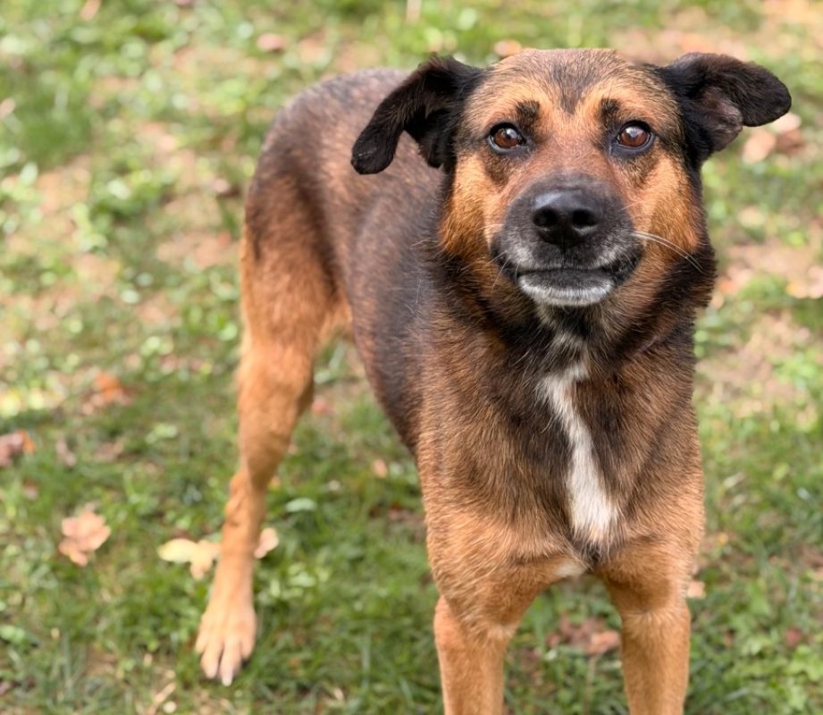 Arko - Chien à adopter