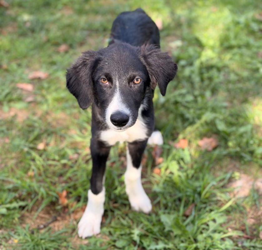 Zigoto - Chien Border Collie à adopter