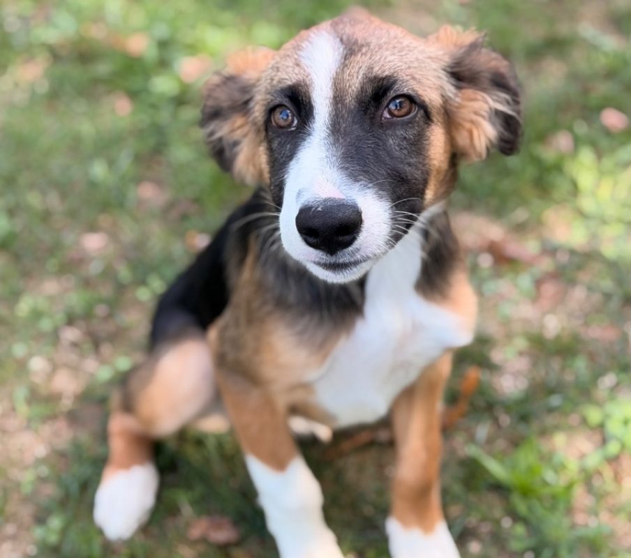 Zigota - Chien Border Collie à adopter